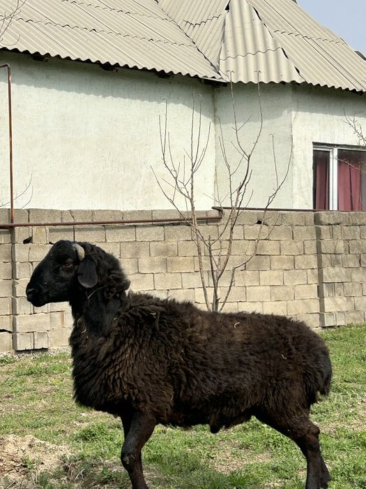 Қой, қошқар сатлады