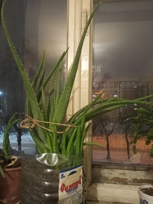 Алоэ вера лечебное