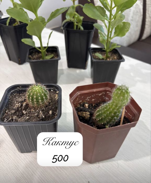 Продам комнатные цветы