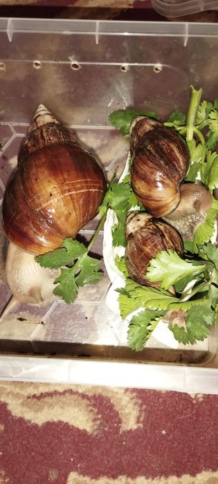 Улитка сотилади 3 хил размерда