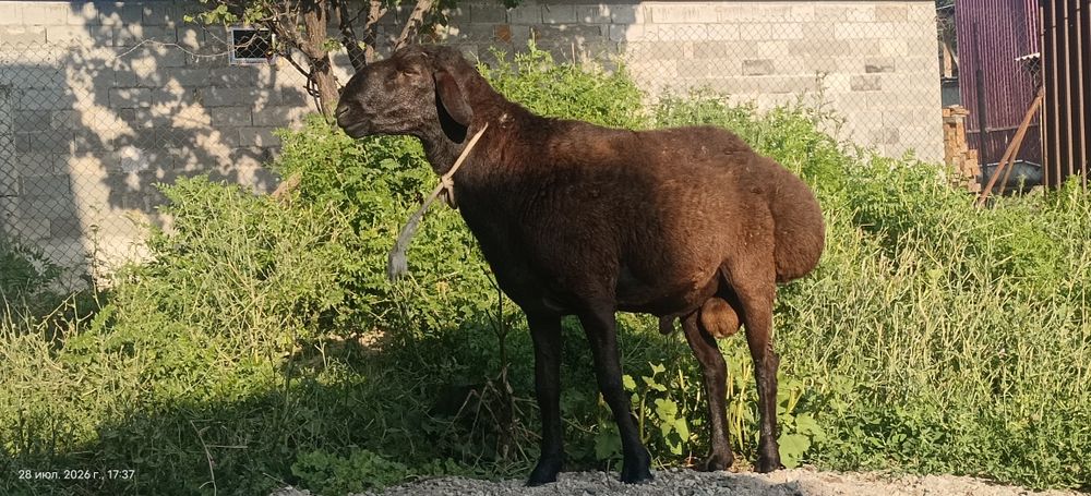 Баран а продам.Гиссарской породы