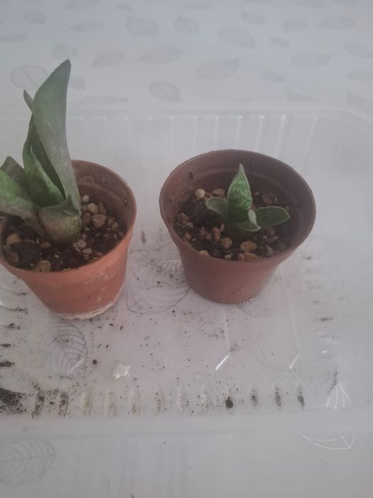 Продам суккуленты