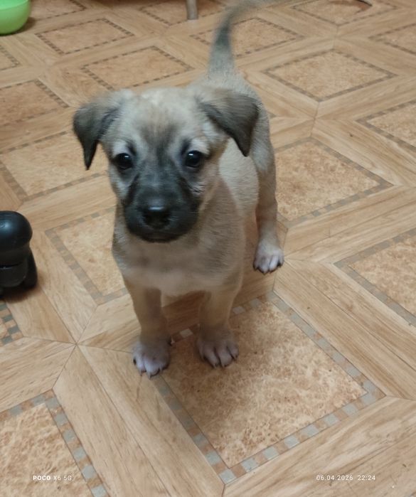 Девочка, мама далматинец, папа приходящий .