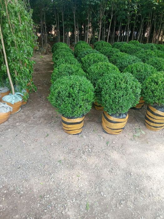 Ot orish archa ekish gazon ekish