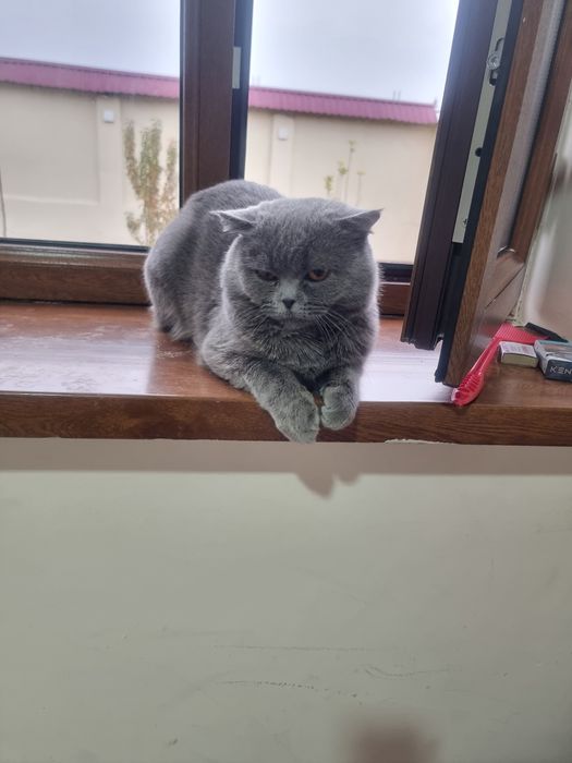 Mushik 1 yoshga kirgan