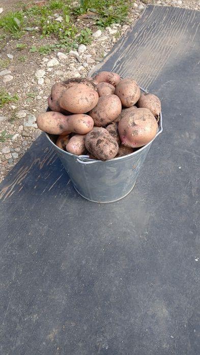 Продам картофель