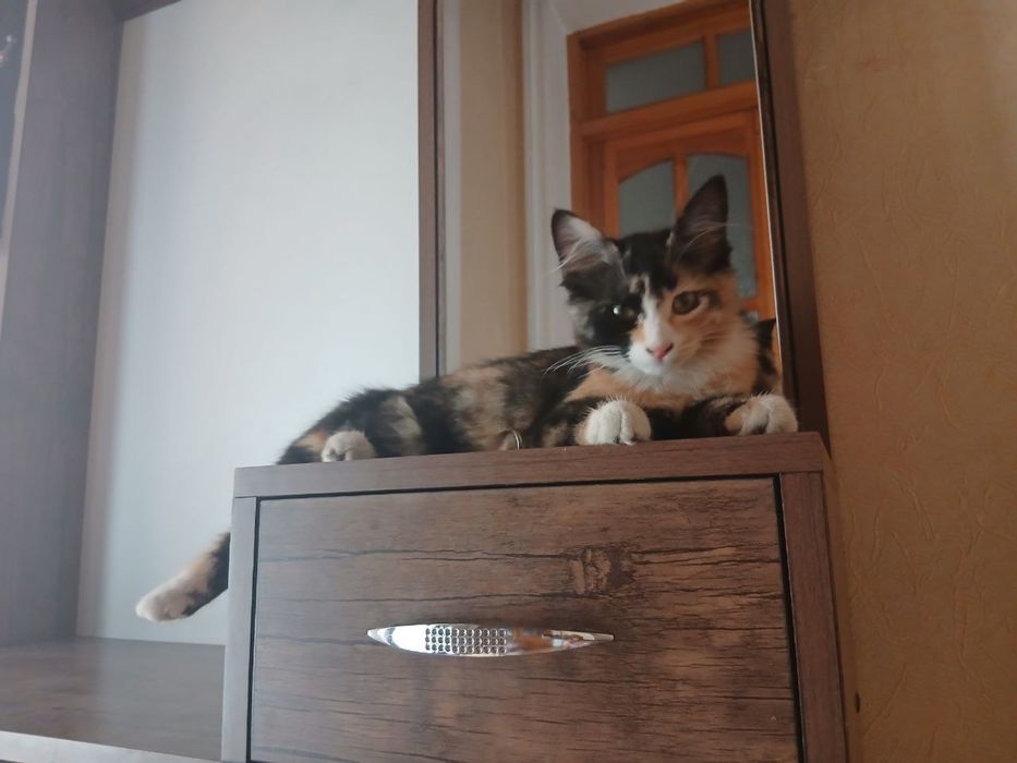 Тройняшки котята мушук mushuk