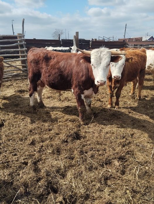 Продам мясо говядины бычки