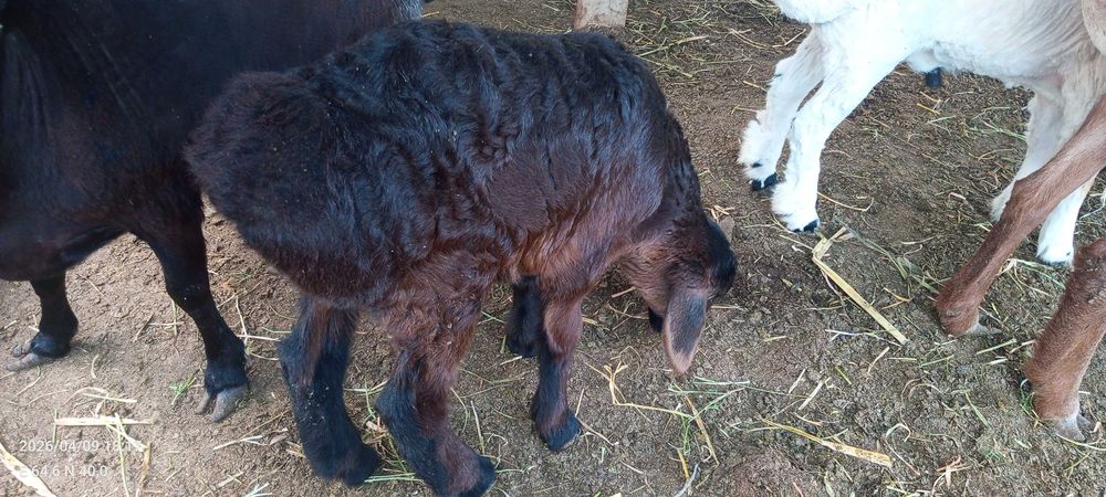 Arashan barra qo'chqorcha 10000$