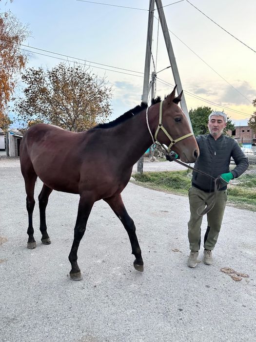 Чк құнан сатылады