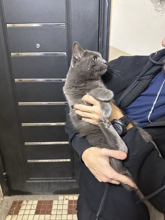 отдам в добрые руки, порода бритиш фолд