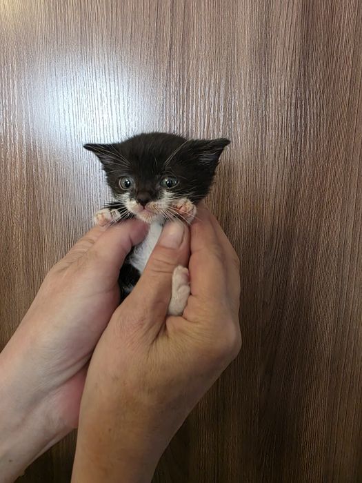 Отдам котят в хорошие руки