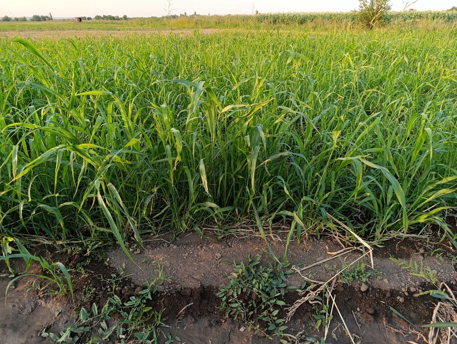 Шөп суданка .  .  .  .