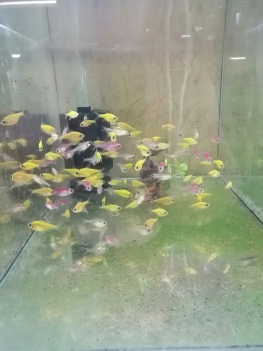 Декоративни рибки