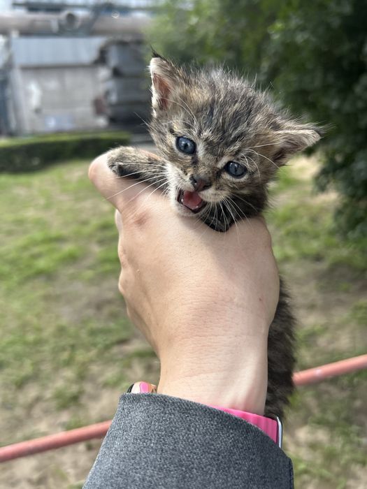 Отдам котенка мальчика в добрые руки
