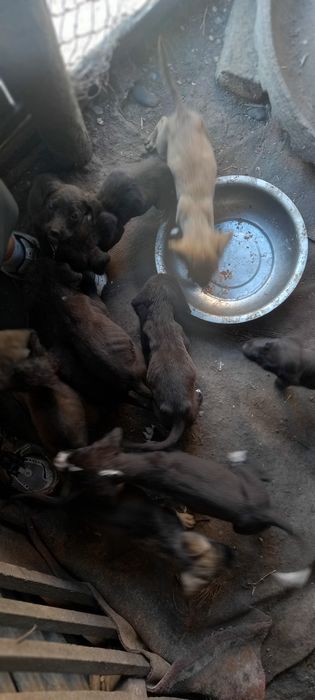 Щенки бесплатно.