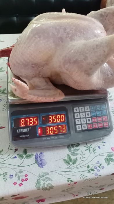 Мясо.Индюки. Индейки.