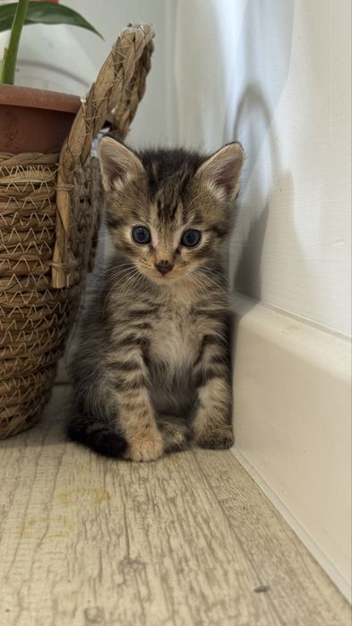 Милые, добрые котята