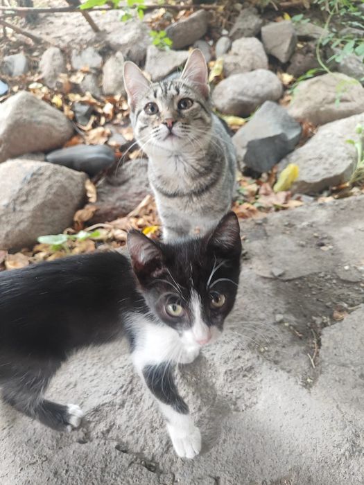 Отдам котят  в добрые руки