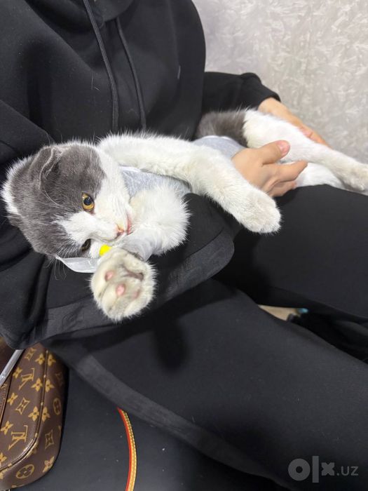 Пропала кошка, поропала кошка