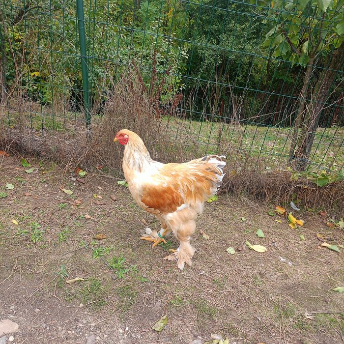 Cocoș și găini Brahma  100 ,,,250. Lei in funcție de pasăre