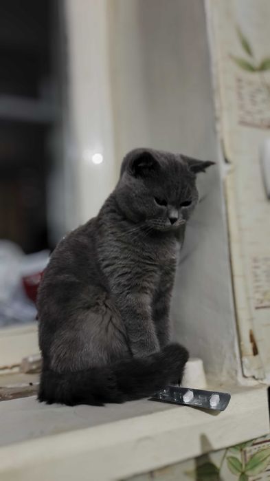 SKOTTISH FOLD Srochna sotiladi