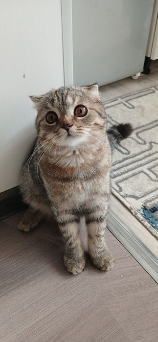 Продаетса катенок скотиш фолд