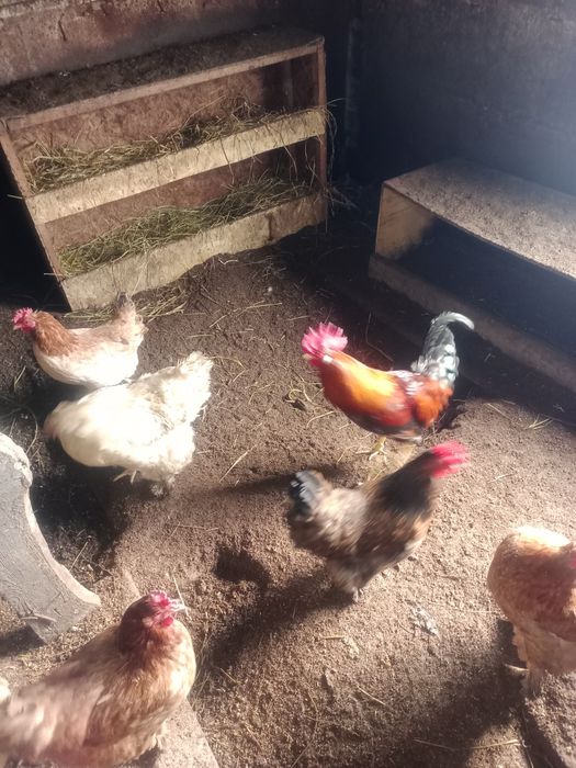 Продам домашних кур.
