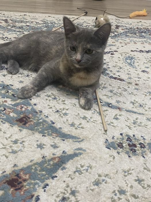 Отдам в добрые руки