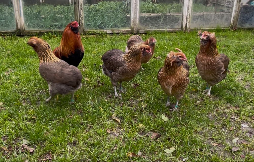 Oua incubat Araucana / oua verzi