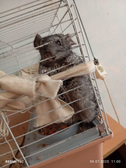 Продам.Шиншылу..