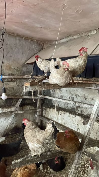 Молодые домащние куры