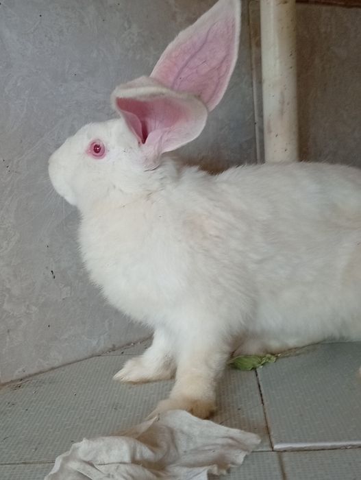 Quyon erkak 2,5 oylik