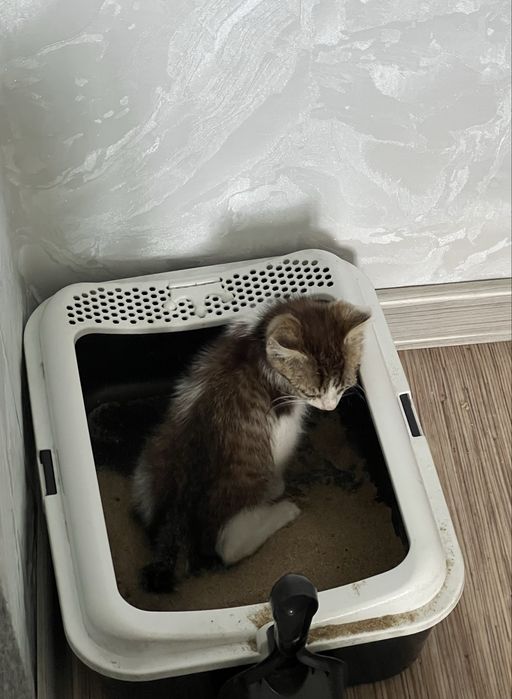 Срочно отдам котенка девочку