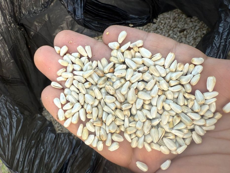 Пшеница.Платный чат! Все корма.