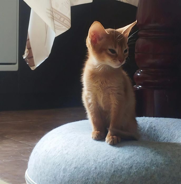 Абиссинские котята европа