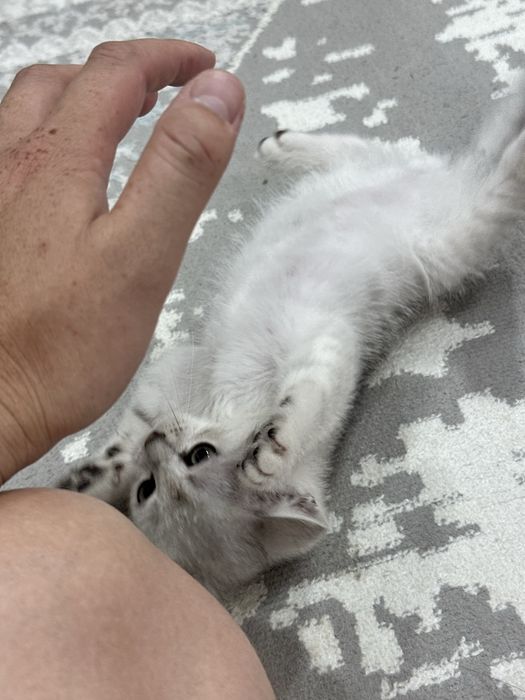 Британец + шиншилла