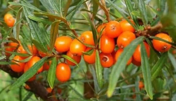 Облепиха (Hippophae)