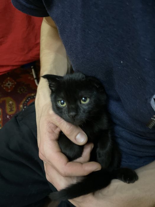 Продам веслоухих котят