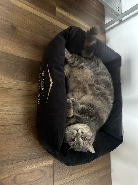 Пропала кошка 25 ноября 2025