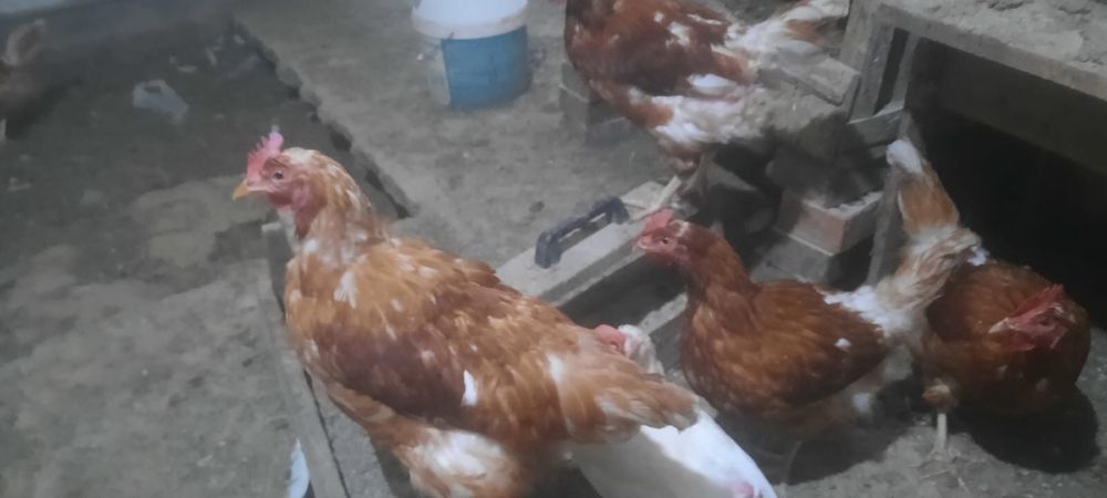 Куры тауыктар әтештер