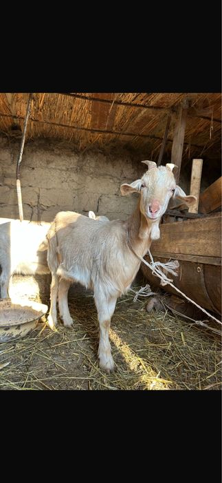 Продам доеных коз срочно