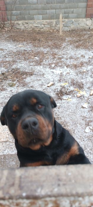 Ротвейлер в добрые руки