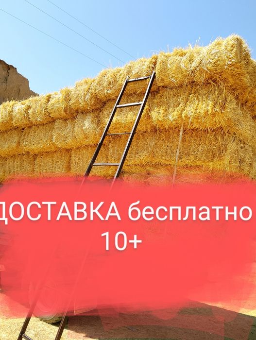 Сабан Салома пресс Жонышка Шөп