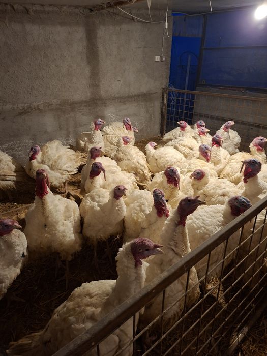 Curcani pentru Paște