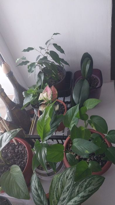 Продам комнатные цаеты