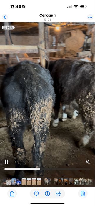 Бучок.                                                           Бычок