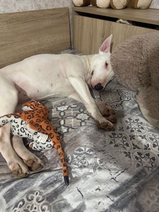 Продвам бултериер