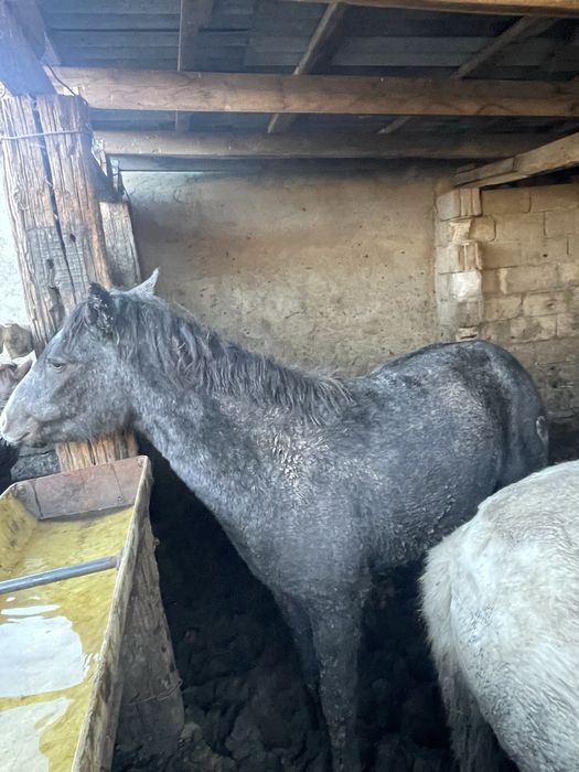 Семіз 1,5 тайлар сатылады