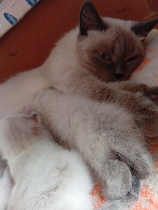 Продаются котята